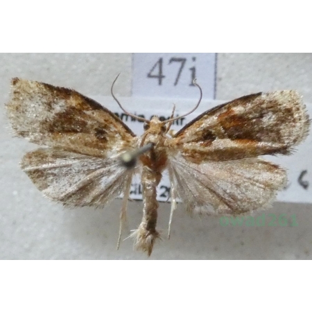 Archips xylosteana (Linnaeus, 1758) Zwójka dębóweczka Czech47i